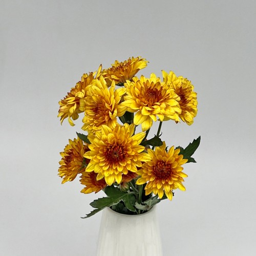 Chrysanthemum Pompom (Local) - 2 Tone Yellow Orange (12 Stems)