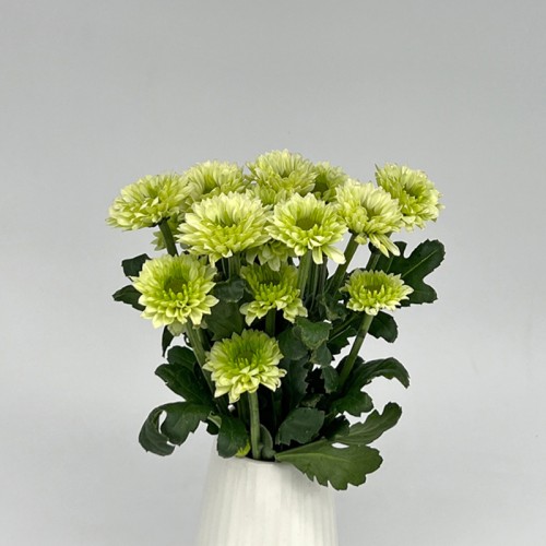 Chrysanthemum Pompom (Local) - Cossan Green (12 Stems)