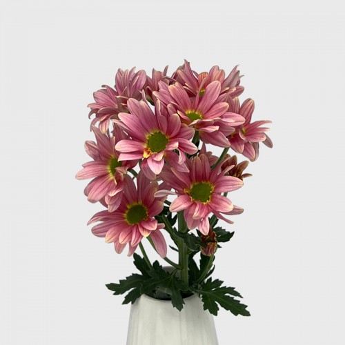 Chrysanthemum Pompom (Local) - Daisy Losbter (12 Stems)