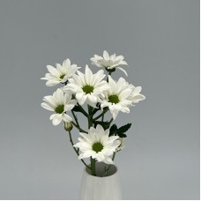 Chrysanthemum Pompom (Local) - Daisy White (12 Stems)