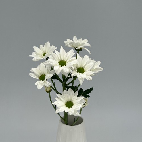 Chrysanthemum Pompom (Local) - Daisy White (12 Stems) Chrysanthemum Pompom (Local) - Daisy White (12 Stems)