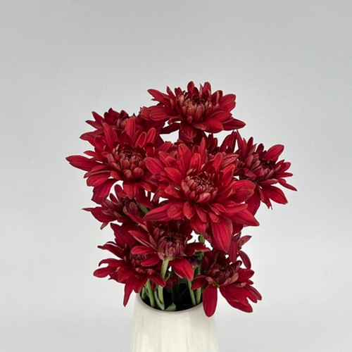 Chrysanthemum Pompom (Local) - Full Maroon (12 Stems)