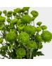 Chrysanthemum Pompom (Local) - Button Green (12 Stems)