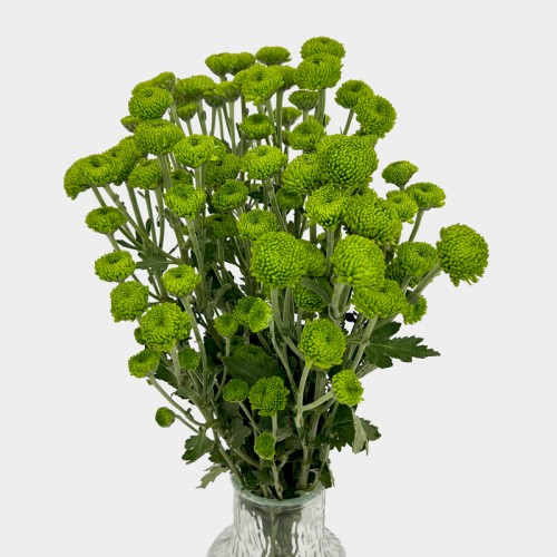 Chrysanthemum Pompom (Local) - Button Green (12 Stems)