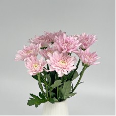 Chrysanthemum Pompom (Local) - Light Pink (12 Stems)