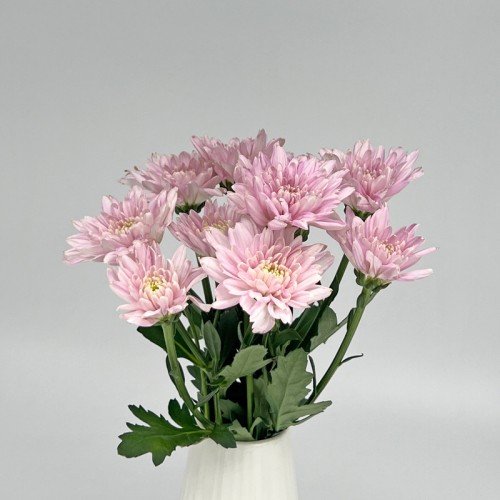 Chrysanthemum Pompom (Local) - Light Pink (12 Stems)