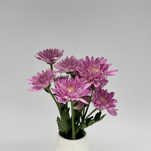 Chrysanthemum Pompom (Local) - Light Purple (12 Stems)