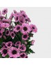 Chrysanthemum Pompom (Local) - Ying Yang Pink (12 Stems) Chrysanthemum Pompom (Local) - Ying Yang Pink (12 Stems)