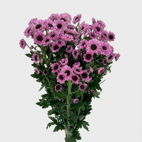 Chrysanthemum Pompom (Local) - Ying Yang Pink (12 Stems) Chrysanthemum Pompom (Local) - Ying Yang Pink (12 Stems)