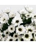 Chrysanthemum Pompom (Local) - Ying Yang White (12 Stems) Chrysanthemum Pompom (Local) - Ying Yang White (12 Stems)
