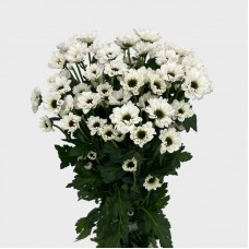 Chrysanthemum Pompom (Local) - Ying Yang White (12 Stems)