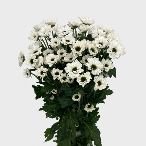 Chrysanthemum Pompom (Local) - Ying Yang White (12 Stems) Chrysanthemum Pompom (Local) - Ying Yang White (12 Stems)