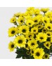 Chrysanthemum Pompom (Local) - Ying Yang Yellow (12 Stems)