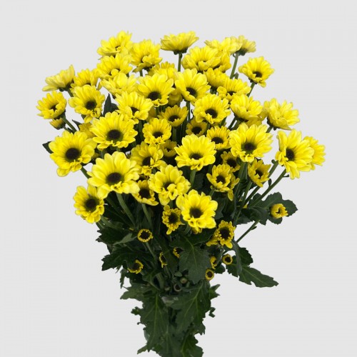 Chrysanthemum Pompom (Local) - Ying Yang Yellow (12 Stems)