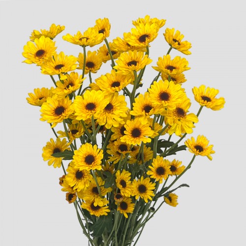 Chrysanthemum Pompom (Local) - Mini Yellow (12 Stems)