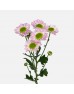 Chrysanthemum Pompom (Local) - Pink With Green Heart (12 Stems) Chrysanthemum Pompom (Local) - Pink With Green Heart (12 Stems)