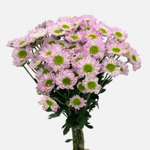 Chrysanthemum Pompom (Local) - Pink With Green Heart (12 Stems)