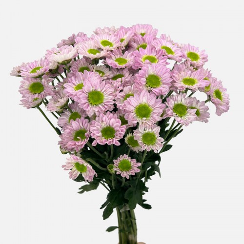 Chrysanthemum Pompom (Local) - Pink With Green Heart (12 Stems) Chrysanthemum Pompom (Local) - Pink With Green Heart (12 Stems)