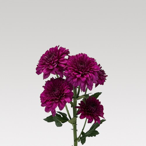 Chrysanthemum Pompom (Local) - Purple (12 Stems)