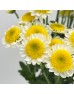 Chrysanthemum Pompom (Local) - Sun Up (12 Stems)