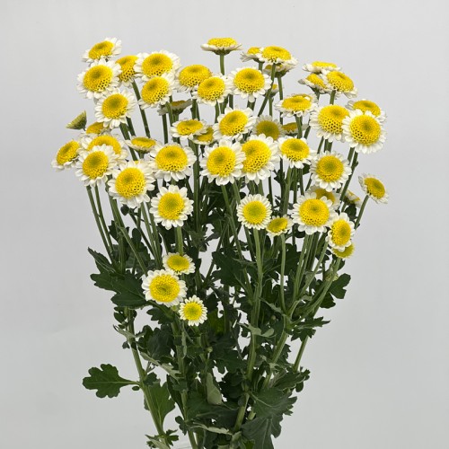Chrysanthemum Pompom (Local) - Sun Up (12 Stems)