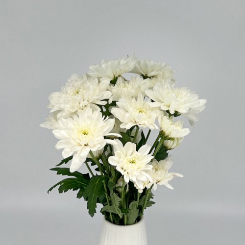 Chrysanthemum Pompom (Local) - White (12 Stems)