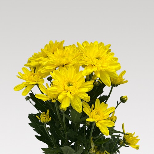 Chrysanthemum Pompom (Local) - Yellow (12 Stems)