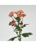 Rossi (Imported) - Losbter (10 Stems)