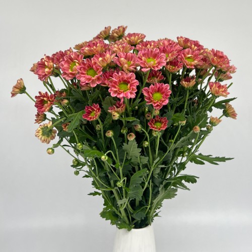 Rossi (Imported) - Losbter (10 Stems)