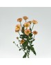 Rossi (Imported) - Smokey (10 Stems)