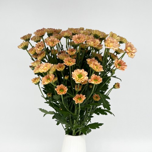 Rossi (Imported) - Smokey (10 Stems)