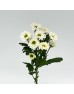 Rossi (Imported) - White (10 Stems)
