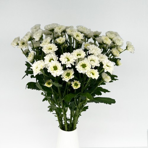 Rossi (Imported) - White (10 Stems)