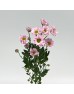 Rossi (Imported) - Pink (10 Stems)