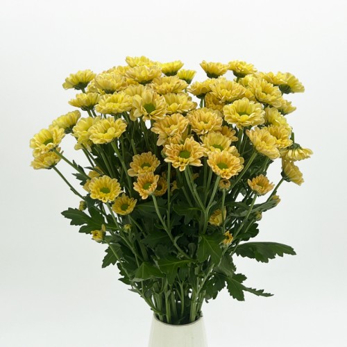 Rossi (Imported) - Salmon (10 Stems)