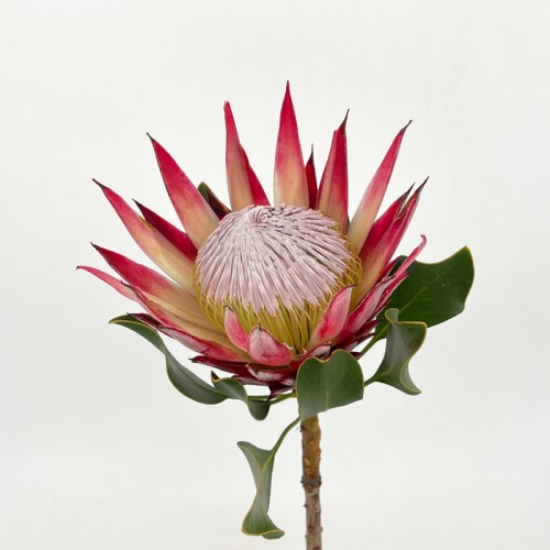 Protea Cynaroides (King Protea) (Imported) - (Per Stems)