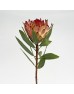 Protea Robijn (Imported) - (5 Stems)