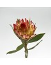 Protea Robijn (Imported) - (5 Stems)