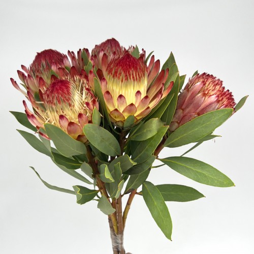 Protea Robijn (Imported) - (5 Stems)