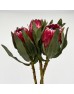 Protea Sheila (Imported) - (Per Stem)