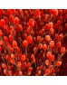 Dye Color Pussy Willow Single 银柳 6FT (Imported) - Orange (10 Stems)
