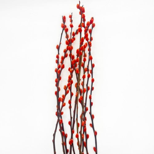Dye Color Pussy Willow Single 银柳 6FT (Imported) - Orange (10 Stems)