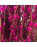 Dye Color Pussy Willow Single 银柳 6FT (Imported) - Hot Pink (10 Stems)