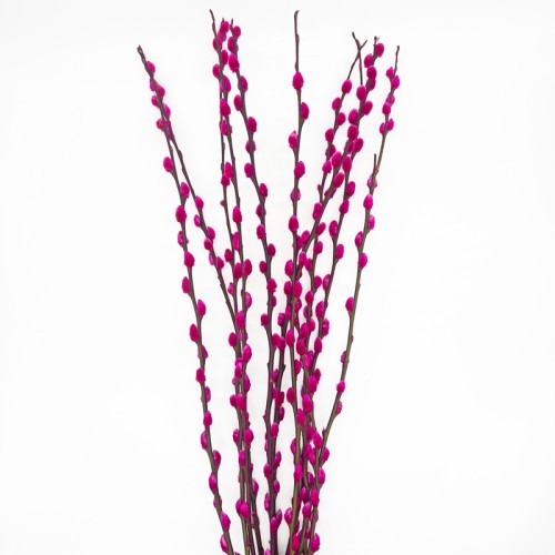 Dye Color Pussy Willow Single 银柳 6FT (Imported) - Hot Pink (10 Stems)