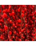 Dye Color Pussy Willow Single 银柳 6FT (Imported) - Red (10 Stems)