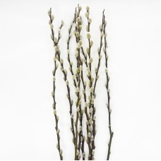 Dye Color Pussy Willow Single 银柳 6FT (Imported) - White (10 Stems)