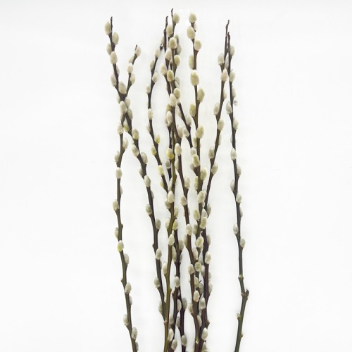 Dye Color Pussy Willow Single 银柳 6FT (Imported) - White (10 Stems)