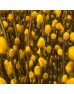 Dye Color Pussy Willow Single 银柳 6FT (Imported) - Yellow (10 Stems)