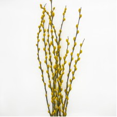 Dye Color Pussy Willow Single 银柳 6FT (Imported) - Yellow (10 Stems) Dye Color Pussy Willow Single 银柳 6FT (Imported) - Yellow (10 Stems)
