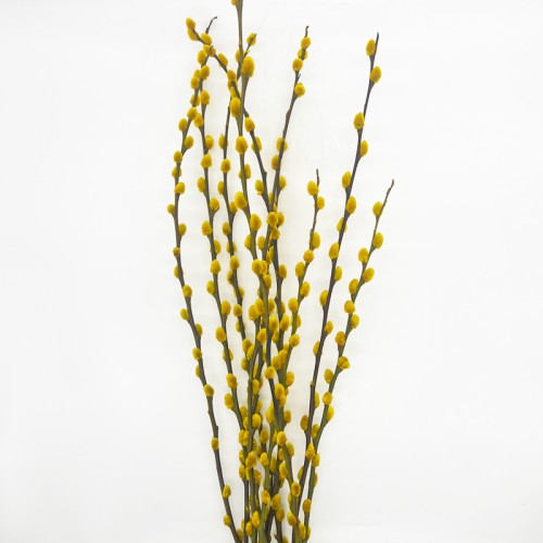 Dye Color Pussy Willow Single 银柳 6FT (Imported) - Yellow (10 Stems)